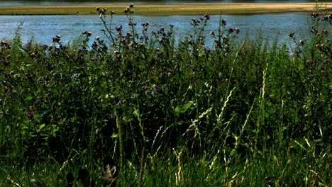 Pflanzen-Werden-Von-Der-Leichten-Brise-Geblasen,-Im-Hintergrund-Der-Fluss-Neris-In-Litauen