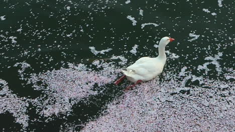 White-goose-swimming-on-a-lake-filled-with-cherry-blossom-petals-in-Seokchon-Lake,-Seoul,-South-Korea