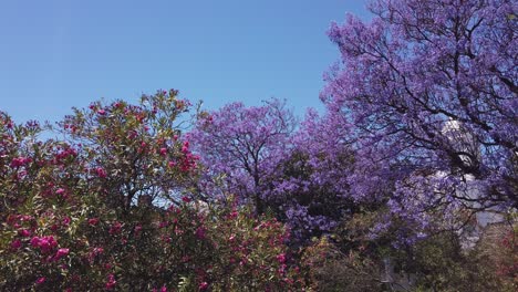 Looking-up-through-colorful-Jacaranda-tree-blossoms-in-Tavira-Castle-gardens,-Portugal