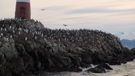 A-large-colony-of-cormorants-nesting-on-Les-Eclaireurs-island-beside-lighthouse
