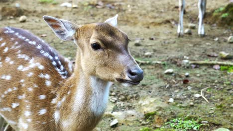 young-beautiful-female-axis-deer