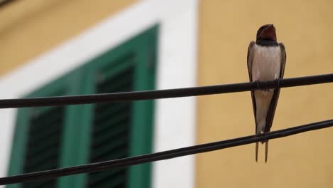 Barn-swallow-sitting-on-a-wire-with-a-yellow-building-and-green-window-shutter-behind,-slow-motion