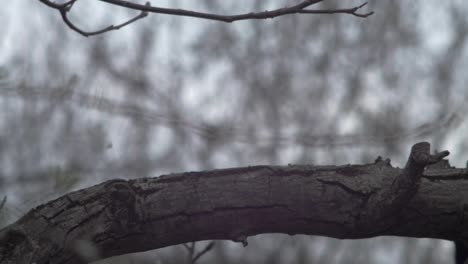 Slow-motion-wide-shot-of-a-Blackbird-sitting-on-a-thick-branch,-getting-spooked-and-taking-off