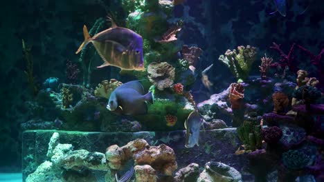 Ein-Kleiner-Clownfisch-Mit-Actinia-Am-Korallenriff