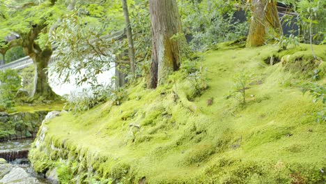 Beautiful-green-garden-in-front-of-a-temple-with-river-flowing-next-to-it-in-Kyoto-Japan-soft-ligting-slow-motion-4K
