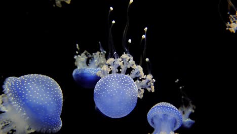 Some-blue-white-spotted-rhizostoma-jellyfish-swim-in-the-water-against-a-black-background