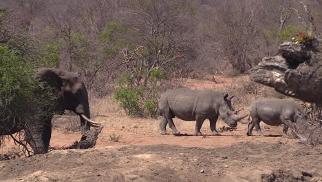 Elefante-Viendo-Pasar-Dos-Rinocerontes