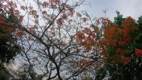 Roter-Blumenbaum-In-Asien,-Aufgenommen-Von-Unten