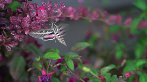 White-lined-Sphinx-Moth-Adult-Sipping-flower-nectar-in-slow-motion