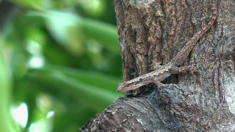 Close-Shot-of-a-Lizard-on-a-Tree