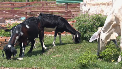 Goats-and-a-Cow-Eating-Grass