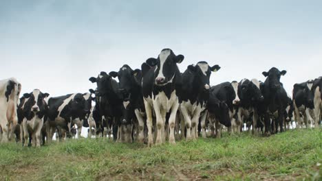 Vacas-Posando-En-Formación-Simétrica