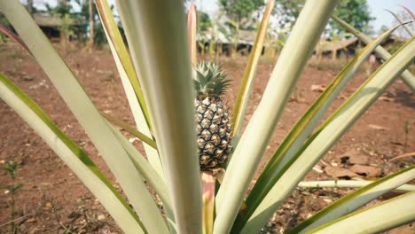 Slowmotion-of-a-Nice-Pineapple-Plant-in-Thailand-during-Sunny-Weather