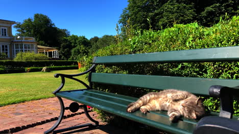 Gato-Descansando-O-Banco-En-Un-Jardín