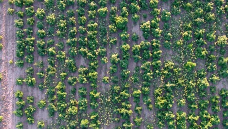 Drone-drops-toward-hemp-field-with-large-plants-getting-near-harvest