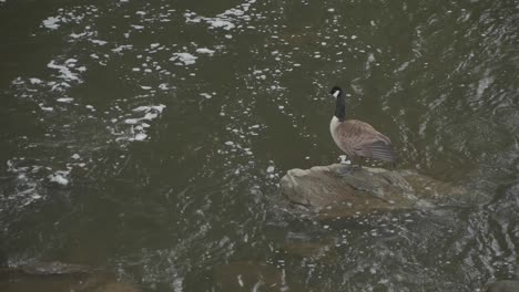 Goose-on-a-rock-on-the-Wisahickon-Creek