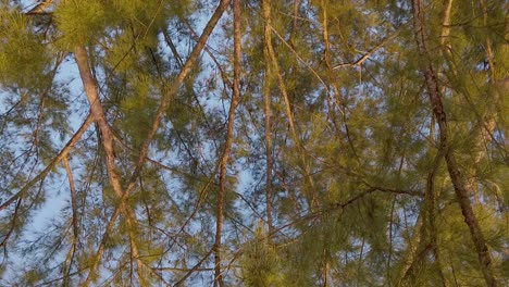 A-hipnotic-shot-from-below-of-tree-branches-moving-slowly-in-the-breeze-near-a-beach-in-a-tropical-island