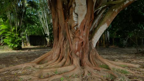 A-shot-focused-on-a-Banyan-tree-trunk-and-its-surface-roots