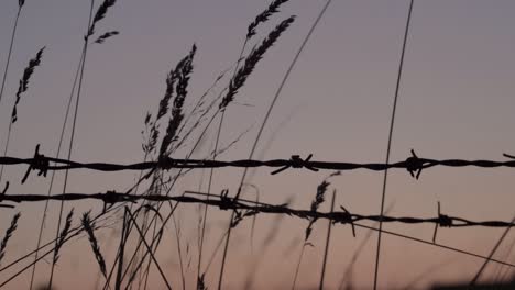 Barbed-wire-fence-and-tall-grass-at-sunset