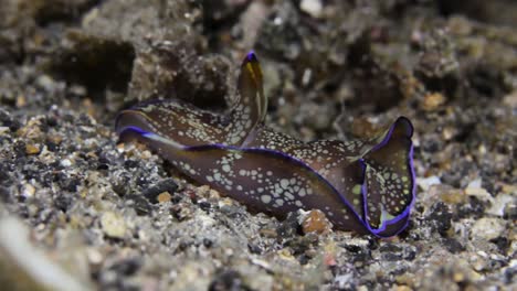 A-colourful-head-shield-Nudibranch-sliding-effortlessly-along-a-black-sand-reef