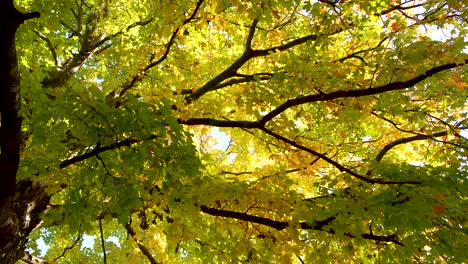 green-and-yellow-autumn-leaves-4k