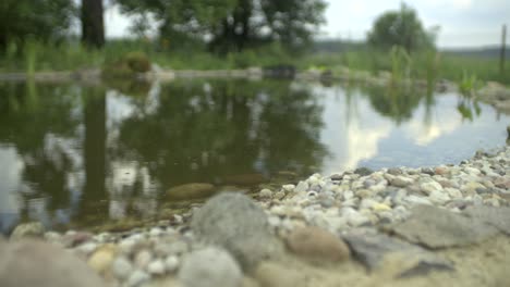 Small-pond-garden-slow-motion
