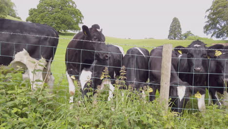 A-group-of-young-British-Friesian-cows-looking-over-a-fence-with-the-countryside-in-the-background,-panning-shot