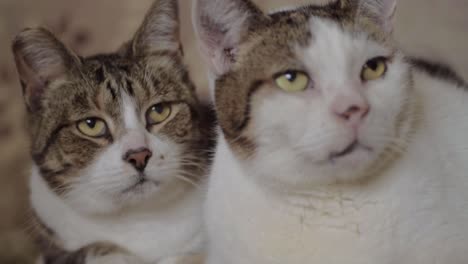 Best-friends-two-cats-look-into-camera