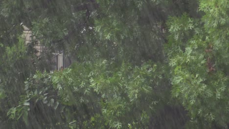 Starker-Regen-Mit-Bäumen-Im-Hintergrund