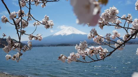 Natural-landscape-view-of-Fuji-Volcanic-Mountain-with-the-lake-Kawaguchi-in-foreground-with-sakura-cherry-bloosom-flower-tree-4K-UHD-video-movie-footage-short