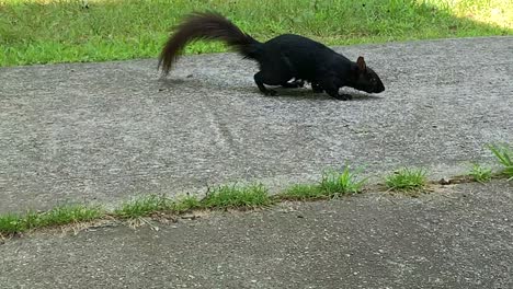Schwarzes-Eichhörnchen-Auf-Der-Suche-Nach-Nahrung