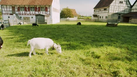 Wide-shot-of-a-white-goat-grazing-on-a-meadow-in-an-rural-area