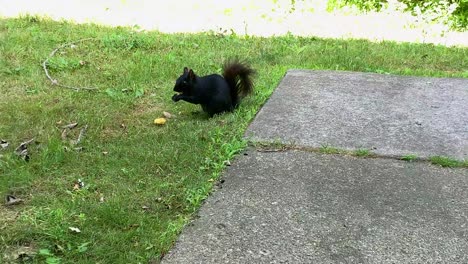 Black-Squirrel-looking-eating-for-food