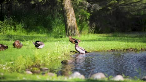 Mallard-duck-walks-out-of-pond-on-a-farm-and-shakes-off-in-slow-motion