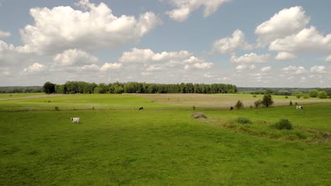 Cinematic-scenery-above-the-green-field,-cows-are-standing-in-the-field,-in-the-blue-sky-you-can-see-beautiful-clouds,-on-the-horizon-a-belt-of-trees