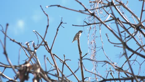 Bird-on-a-top-of-a-Branch-With-Blue-Skies-in-the-Background
