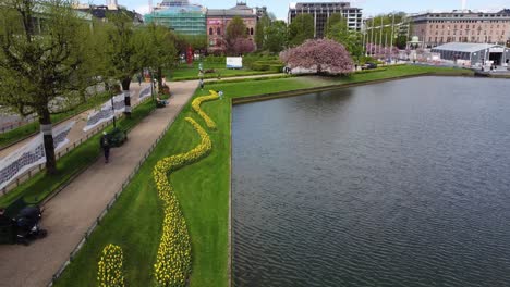 Beautiful-rows-of-yellow-tulips-and-blooming-cherry-trees-in-background---Bergen-city-park-with-Lille-LungegÃ¥rdsvann-water