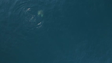 Eine-Große-Meeresschildkröte-Schwimmt-Tief-Unter-Dem-Blauen-Ozean,-Nachdem-Sie-Zum-Atmen-An-Die-Oberfläche-Gekommen-Ist