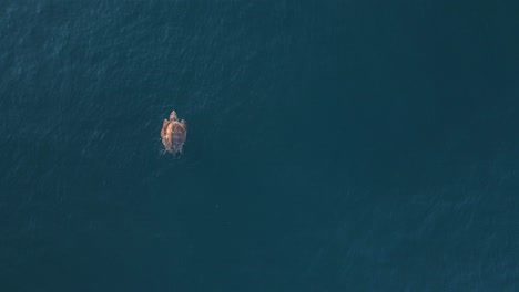 High-drone-view-looking-down-at-a-sea-turtle-as-in-gracefully-floats-on-the-blue-ocean-surface