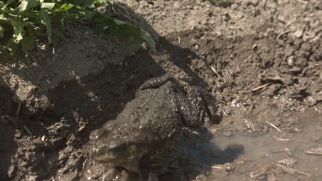 Cane-toad-slow-motion-hop-in-a-muddy-puddle-on-sunny-day