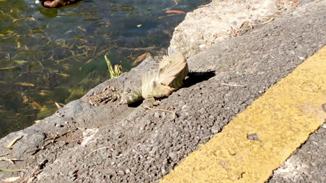 Close-up-of-Water-Dragon-in-sun-beside-pond