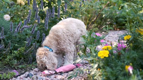 Cute-Dog-Licks-his-Pig-Toy-In-Slow-Motion-on-a-Colorful-Green-Flower-Garden-Path,-FIxed-Soft-Focus-Film-Look