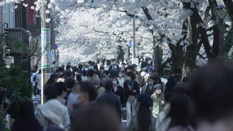 Scene-Of-People-Gathered-During-Sakura-Festival-Walking-On-City-Park-Near-Meguro-River-In-Tokyo,-Japan