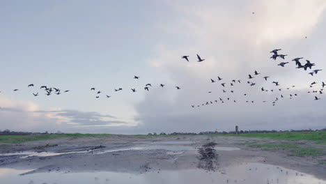 A-flock-of-geese-flying-in-slow-motion-over-a-swampy-area