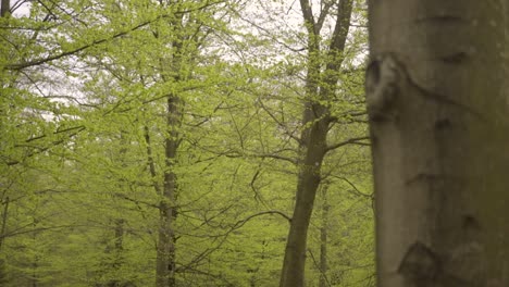 close-up-shot-of-a-beech-tree-in-a-green-lush-forest