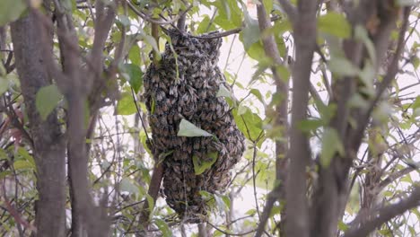 Wide-Shot-of-a-Bee-Colony-Swarming-Over-a-Honeycomb-Structure-Through-the-Branches