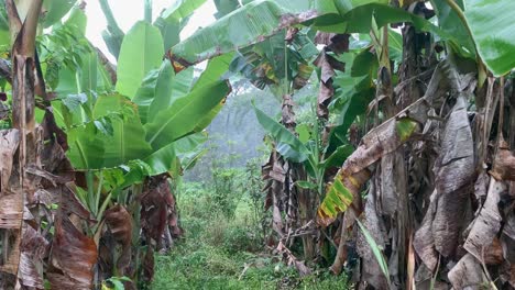 Durch-Eine-Bananenplantage-In-Den-Bergen-Gehen