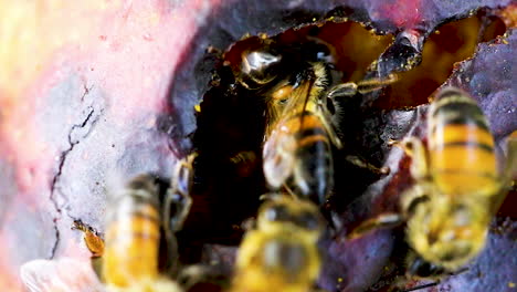 Many-yellow-bees-crawling-inside-a-rotten-fruit