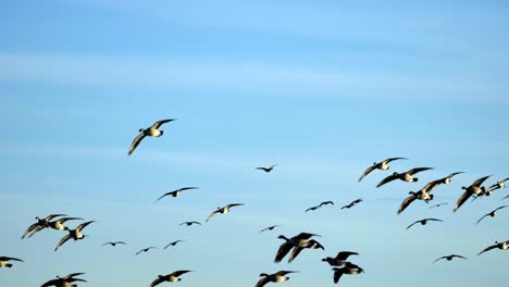 Flock-of-Canada-geese-in-flight