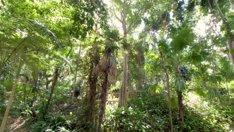 El-Sol-Brilla-A-Través-Del-Dosel-De-La-Selva-Tropical,-Jardines-Botánicos-De-Brisbane